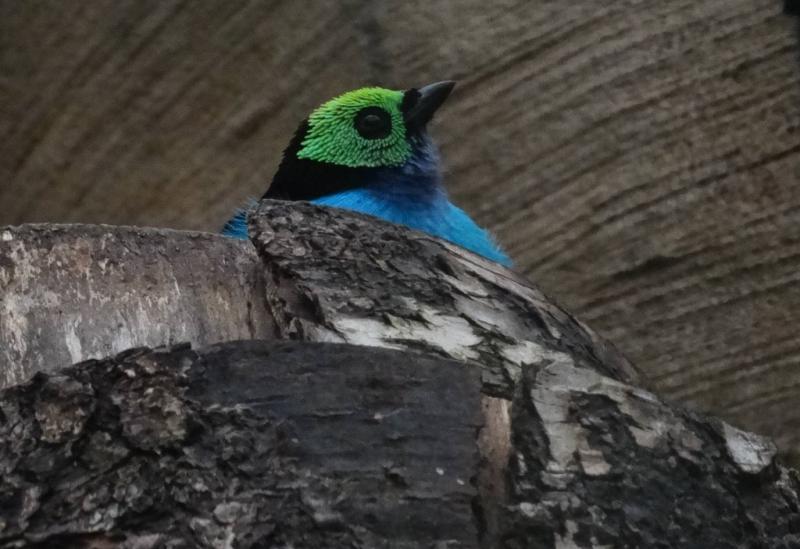 Calliste septicolore (Tangara chilensis)