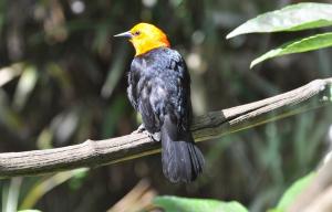 Carouge à tête jaune (Xanthocephalus xanthocephalus)