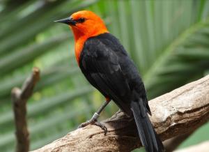 Carouge à tête rouge (Amblyramphus holosericeus)