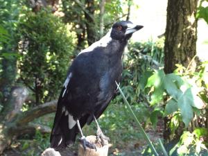 Cassican flûteur (Gymnorhina tibicen)
