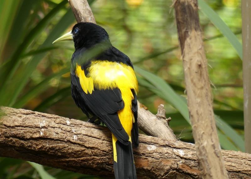 Cassique cul-jaune (Cacicus cela)