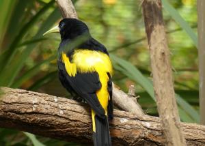 Cassique cul-jaune (Cacicus cela)