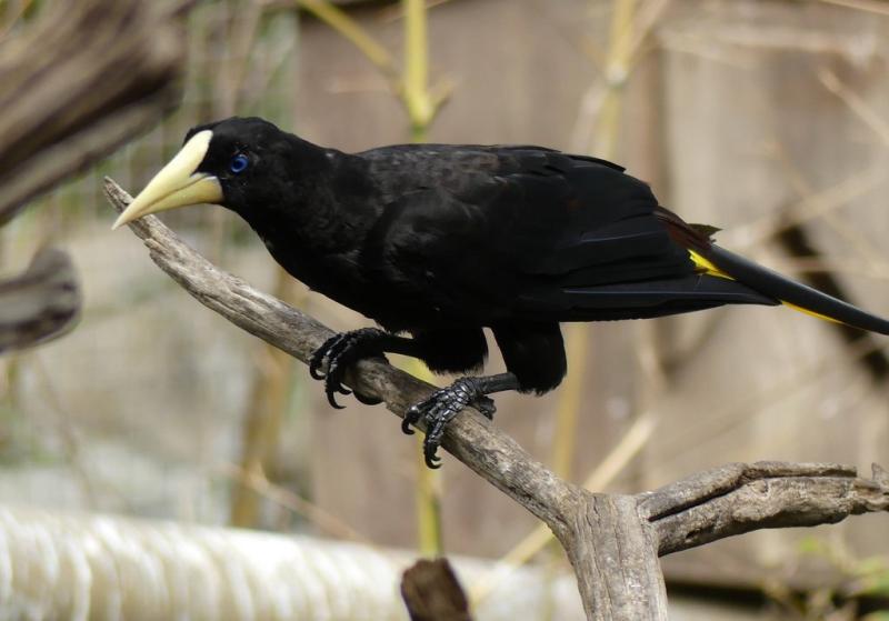 Cassique huppé (Psarocolius decumanus)