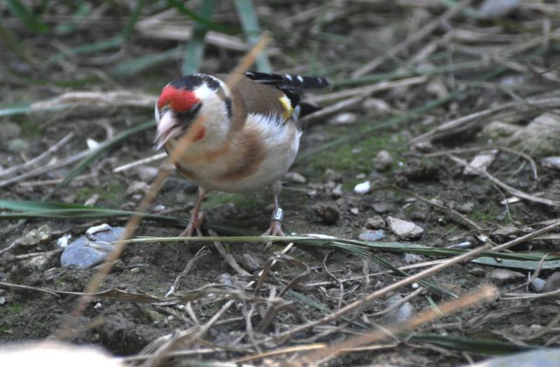 Chardonneret élégant (Carduelis carduelis)