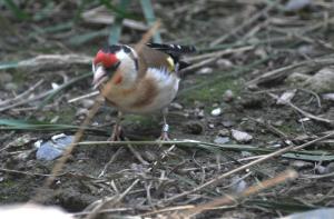 Chardonneret élégant (Carduelis carduelis)