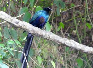 Choucador à longue queue (Lamprotornis caudatus)