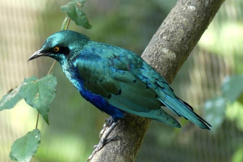 Choucador à oreillons bleus (Lamprotornis chalybaeus)