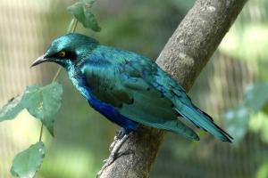 Choucador à oreillons bleus (Lamprotornis chalybaeus)