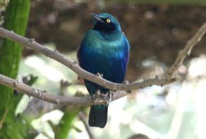 Choucador de Swainson - Passériformes (Lamprotornis chloropterus)