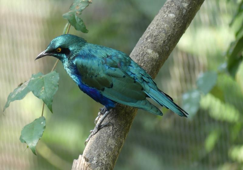 Choucador iris (Lamprotornis iris)