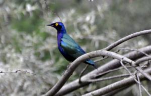 Choucador pourpré - Passériformes (Lamprotornis purpureus)