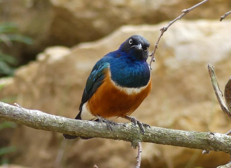 Choucador superbe (Lamprotornis superbus)