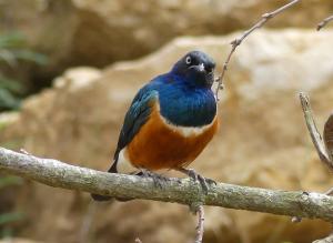 Choucador superbe (Lamprotornis superbus)