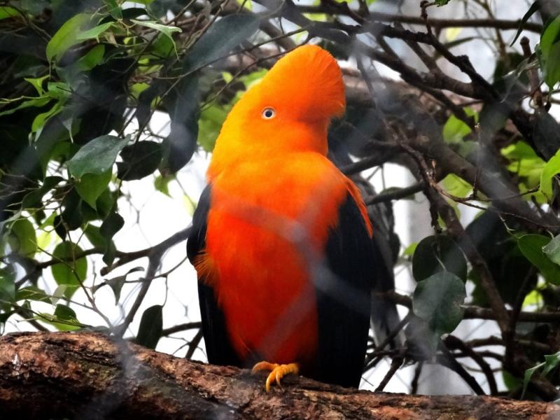 Coq-de-roche péruvien (Rupicola peruvianus)