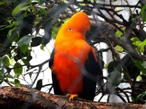 Coq-de-roche péruvien (Rupicola peruvianus)