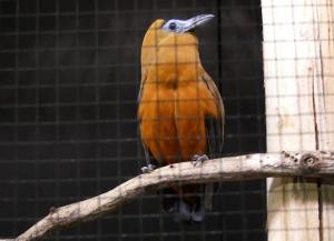 Coracine chauve - Passériformes (Perissocephalus tricolor)