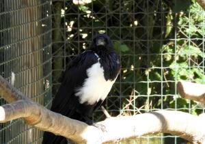 Corbeau pie (Corvus albus)