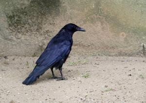 Corneille noire - Passériformes (Corvus corone)