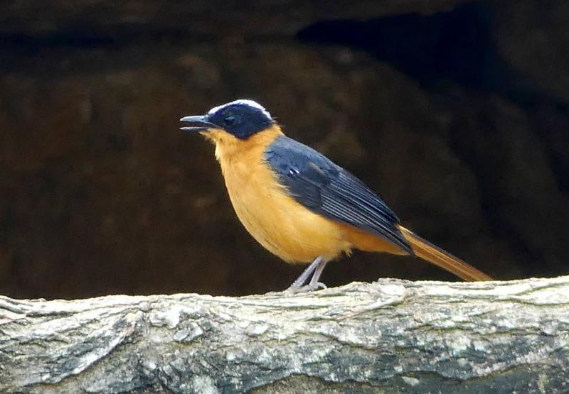 Cossyphe à calotte neigeuse (Cossypha niveicapilla)