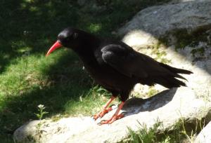 Crave à bec rouge (Pyrrhocorax pyrrhocorax)