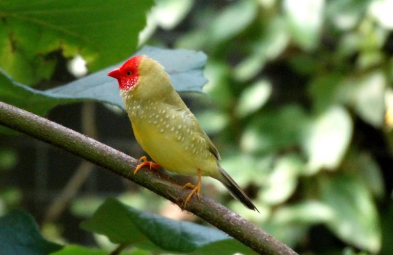 Diamant à queue rousse (Bathilda ruficauda)