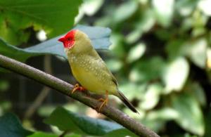 Diamant à queue rousse (Bathilda ruficauda)