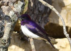 Étourneau améthyste (Cinnyricinclus leucogaster)