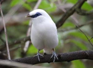 Étourneau de Rothschild (Leucopsar rothschildi)