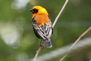 Euplecte monseigneur - Passériformes (Euplectes hordeaceus)