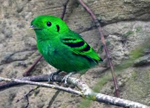 Eurylaime vert (Calyptomena viridis)
