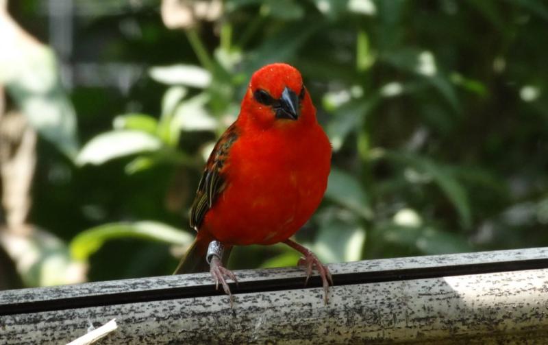 Foudi rouge (Foudia madagascariensis)
