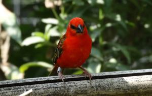 Foudi rouge (Foudia madagascariensis)