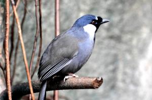 Garrulaxe à joues blanches (Pterorhinus chinensis)