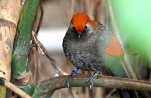 Garrulaxe à queue rouge (Trochalopteron milnei)