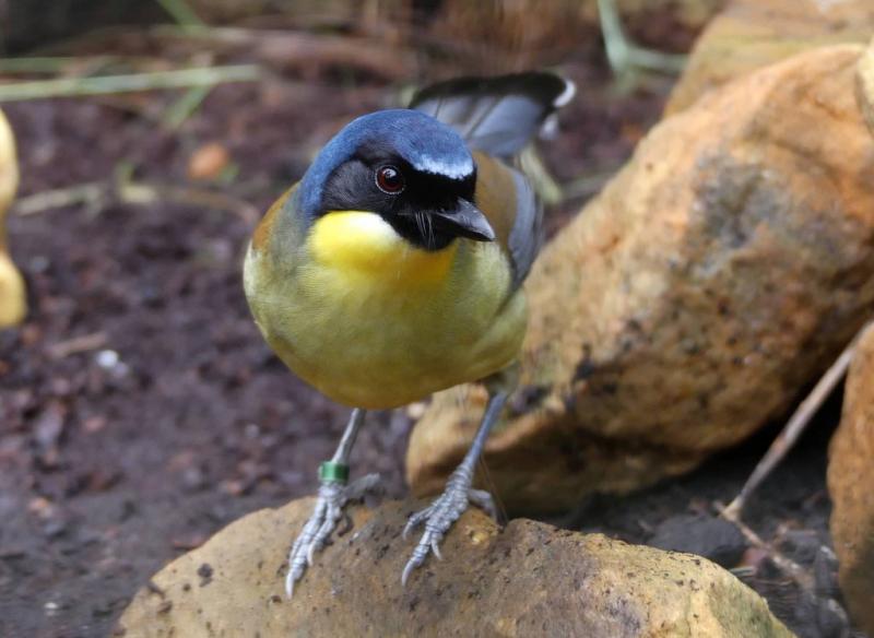 Garrulaxe de Courtois (Pterorhinus courtoisi)