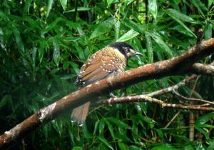 Garrulaxe ocellé - Passériformes (Ianthocincla ocellata)