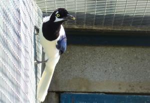 Geai à moustaches (Cyanocorax mystacalis)