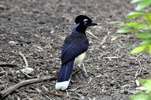 Geai acahé (Cyanocorax chrysops)