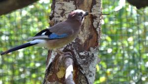 Geai des chênes - Passériformes (Garrulus glandarius)
