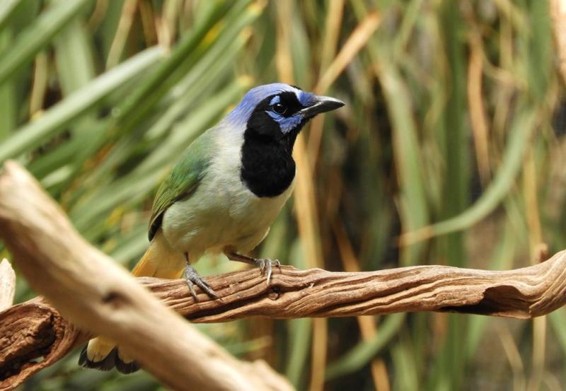 Geai vert (Cyanocorax yncas)
