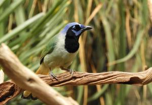 Geai vert (Cyanocorax yncas)