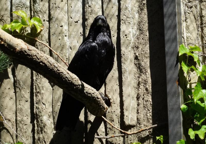 Grand corbeau (Corvus corax)