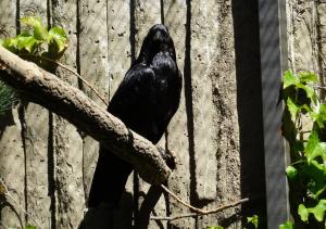 Grand corbeau (Corvus corax)