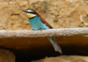 Guêpier d'Europe (Merops apiaster)