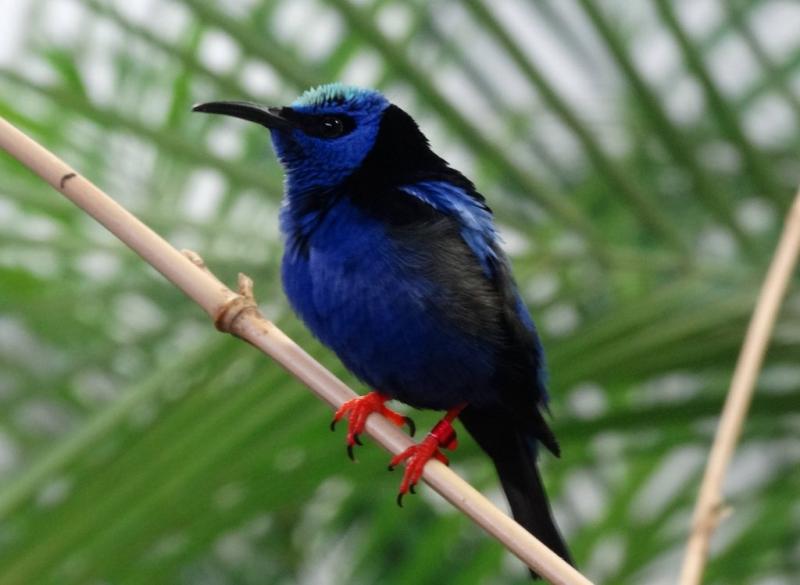 Guit-guit saï (Cyanerpes cyaneus)