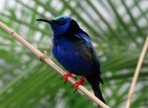 Guit-guit saï - Passériformes (Cyanerpes cyaneus)