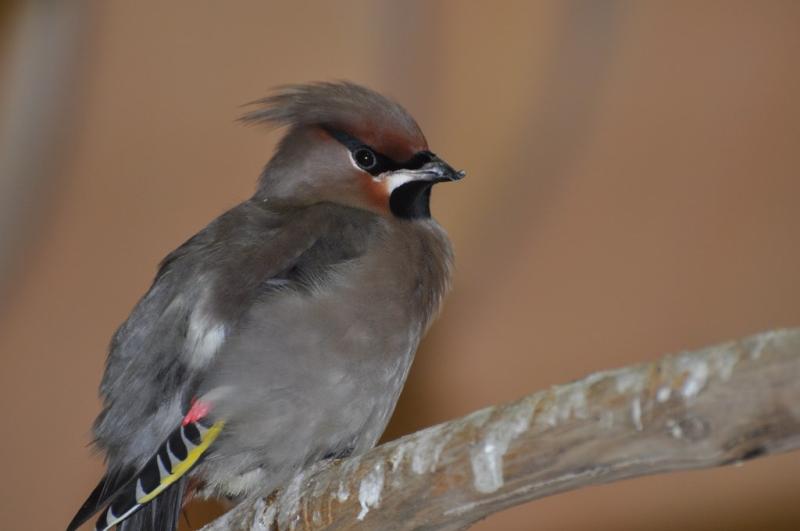 Jaseur boréal (Bombycilla garrulus)