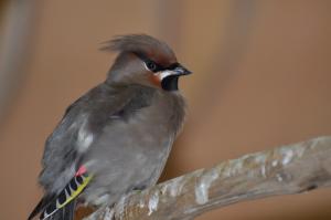 Jaseur boréal (Bombycilla garrulus)
