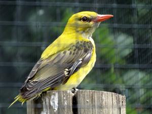 Loriot d'Europe (Oriolus oriolus)