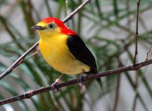 Manakin filifère (Pipra filicauda)